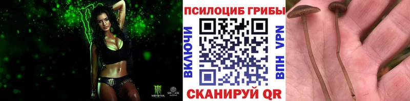 Псилоцибиновые грибы Psilocybe Западная Двина